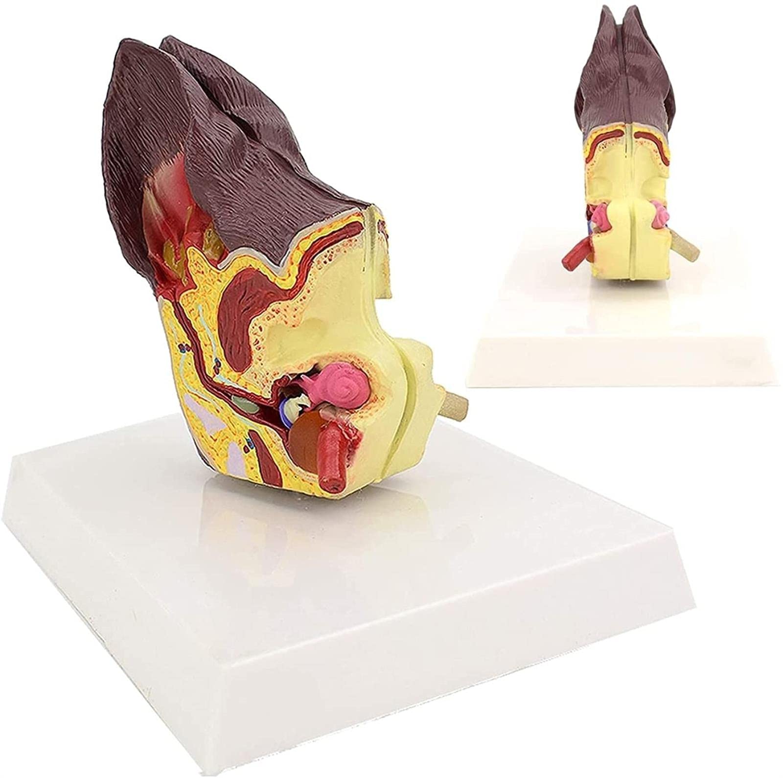 Buy Dog Ear Dissection Anatomy Model Canine Ear Model Animal Organ
