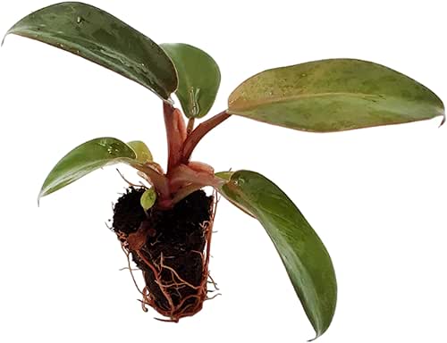 Philodendron Black Cardinal Starter Plant