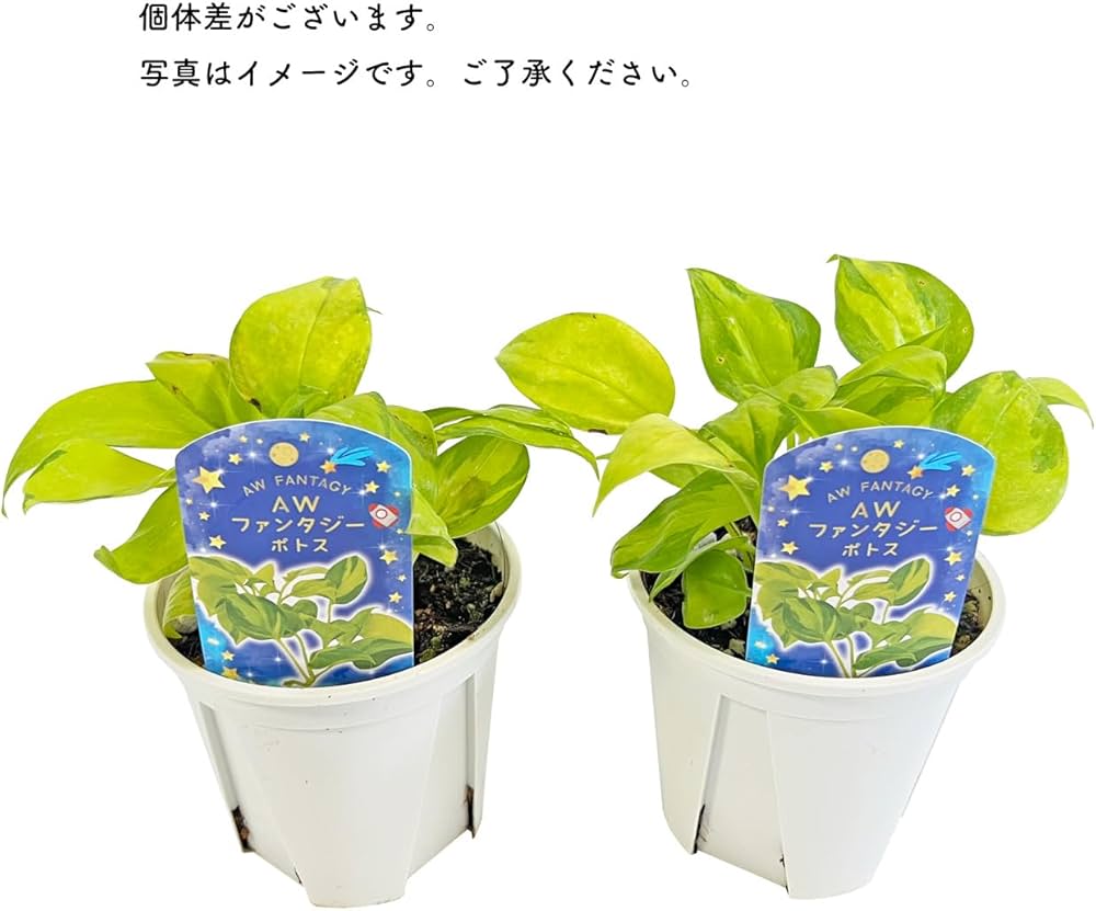 ポトス⭐AWファンタジー⭐カット1本 Amazon｜ポトス AWファンタジー 3.5号 鷲尾園芸 オリジナル品種 pothos