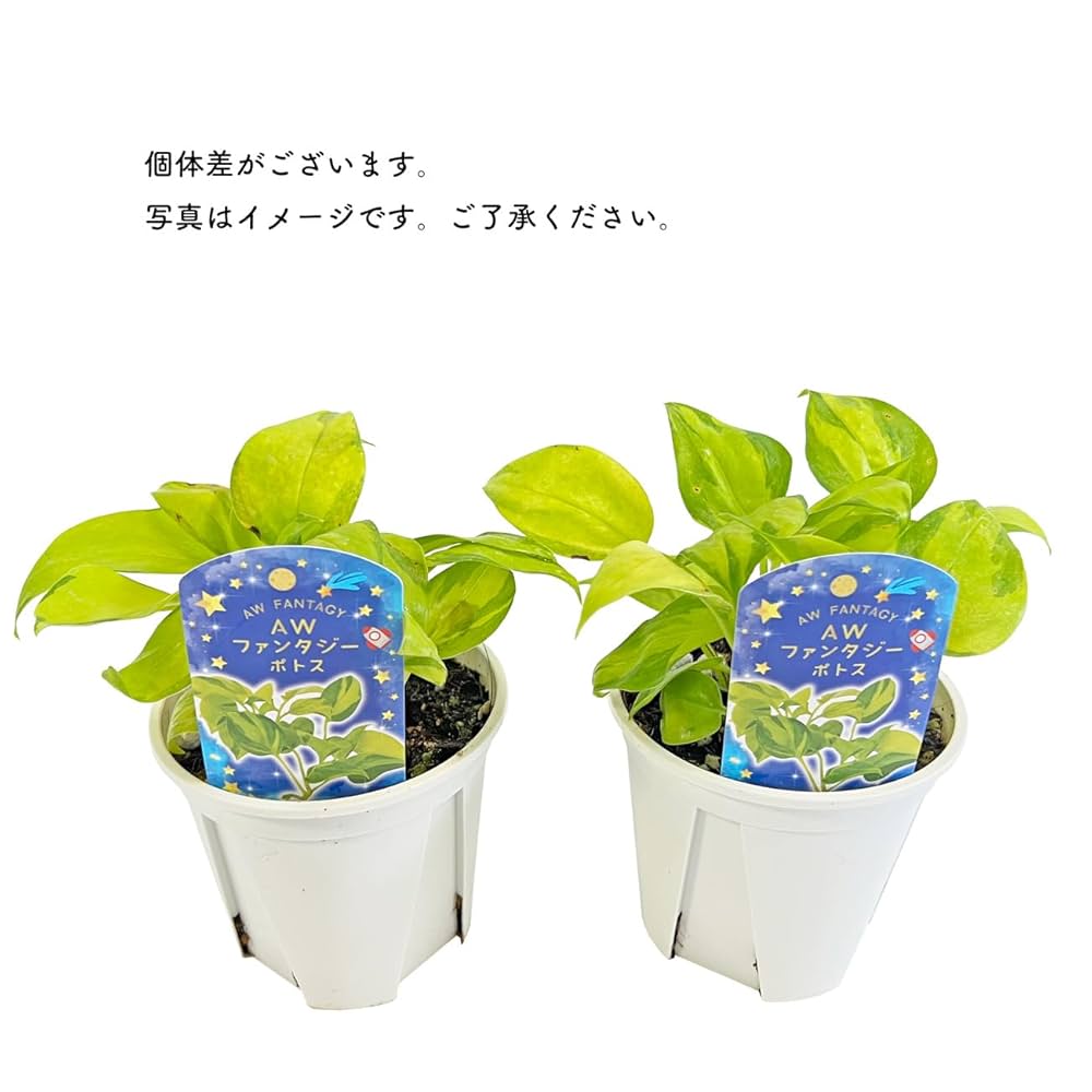 Amazon｜ポトス AWファンタジー 3.5号 鷲尾園芸 オリジナル品種