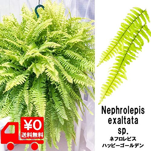 Amazon｜PLANCHU 観葉植物 ネフロレピス ハッピーゴールデン 8号吊り鉢
