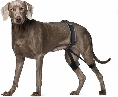 Soporte de cadera para perro para displasia de cadera, rótula luxante, dolor de cadera, soporte para displasia de cadera para perro, articulaciones