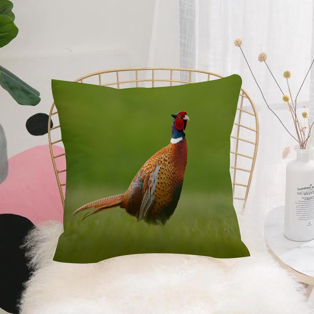HYOSXW Cushion Cover,Throw Pillow Case Home Decorative for Living Room Bedroom Sofa Chair 16X16 Inch,Common Pheasant bird with long tail on the green grass ow animal in the nature,Pillowcase 40X40cm