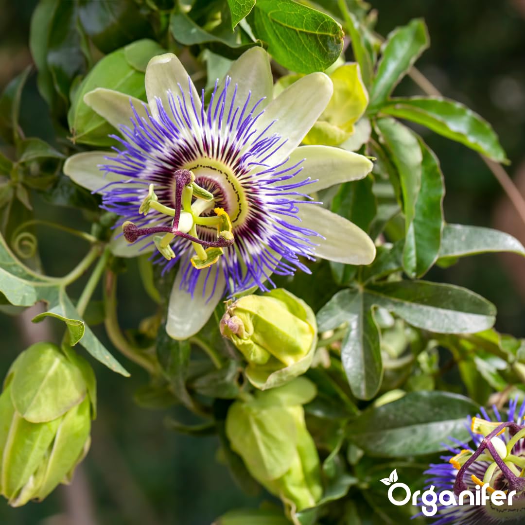 Passion Flower Nawóz Uniwersalny - 10L - NPK 2-1-8