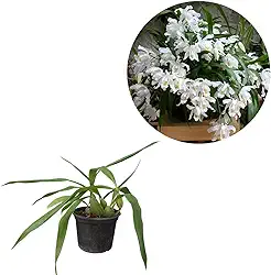 Planta Orquídea Coelogyne Cristata Adulta Natural Vaso 15 Decoração Decorativa Casa Jardim
