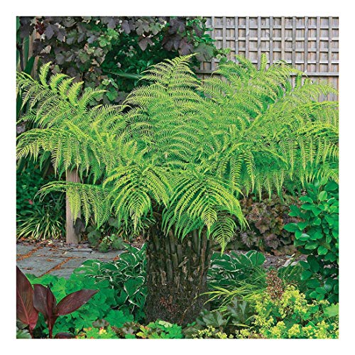 Dicksonia Antarctica - Tree Fern - Plant in 10 L Pot