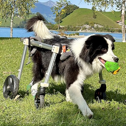 Silla de ruedas para perros pequeños que devuelve la alegría y el movimiento 2