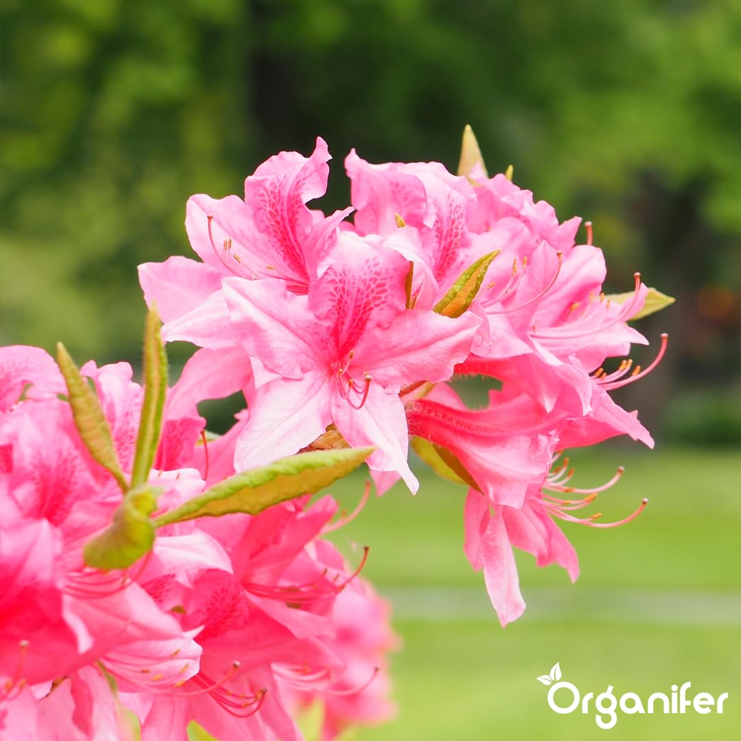 Fertilizante Líquido Para Azalea - 10L - NPK 3-4-3 | Fertilizante Para Floración Abundante Y Hojas Sanas - Favorece Vitalidad Y Raíces Fuertes - Organifer
