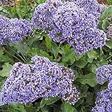 Purple Attraction Statice Flower Seeds / Limonium / Annual Sea Lavender (300)