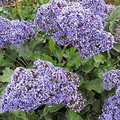 Purple Attraction Statice Flower Seeds / Limonium / Annual Sea Lavender (300)