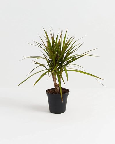 Miniatura 2 de Dragón de Madagascar - Dracaena Marginata Maceta de 4"