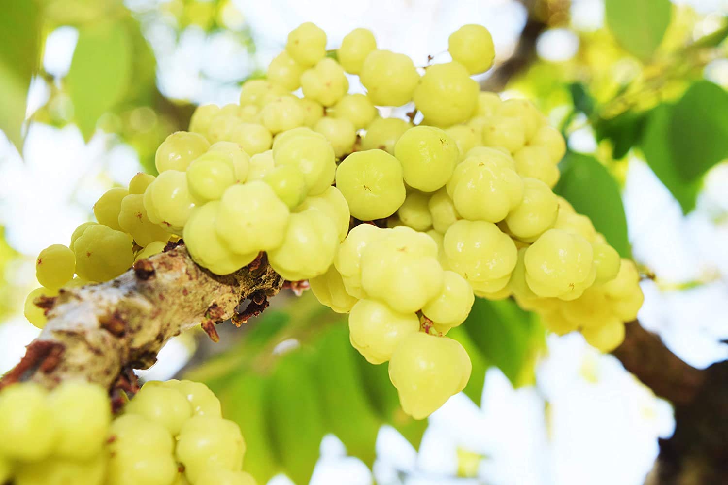 CooPany® STAR GOOSEBERRY/SMALL AMLA/ARAI NELLIKAI HEALTHY LIVE PLANT WITH SAFE & SECURE PACKING (B092MSN31J) Amazon Price History, Amazon Price Tracker