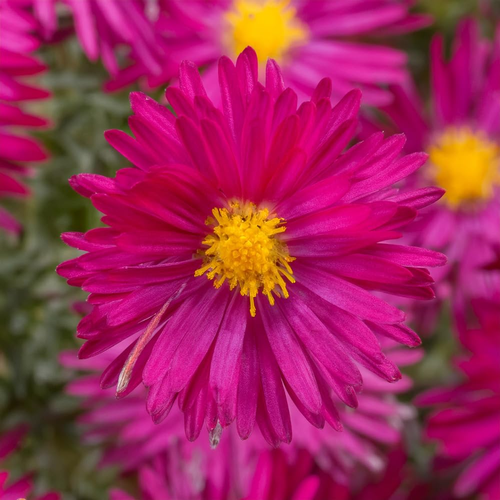 Aster 'Winston Churchill'. 2L Plant. Perennial Cerise red Flowers. Plants for pollinators. Available from Bedwen Plants