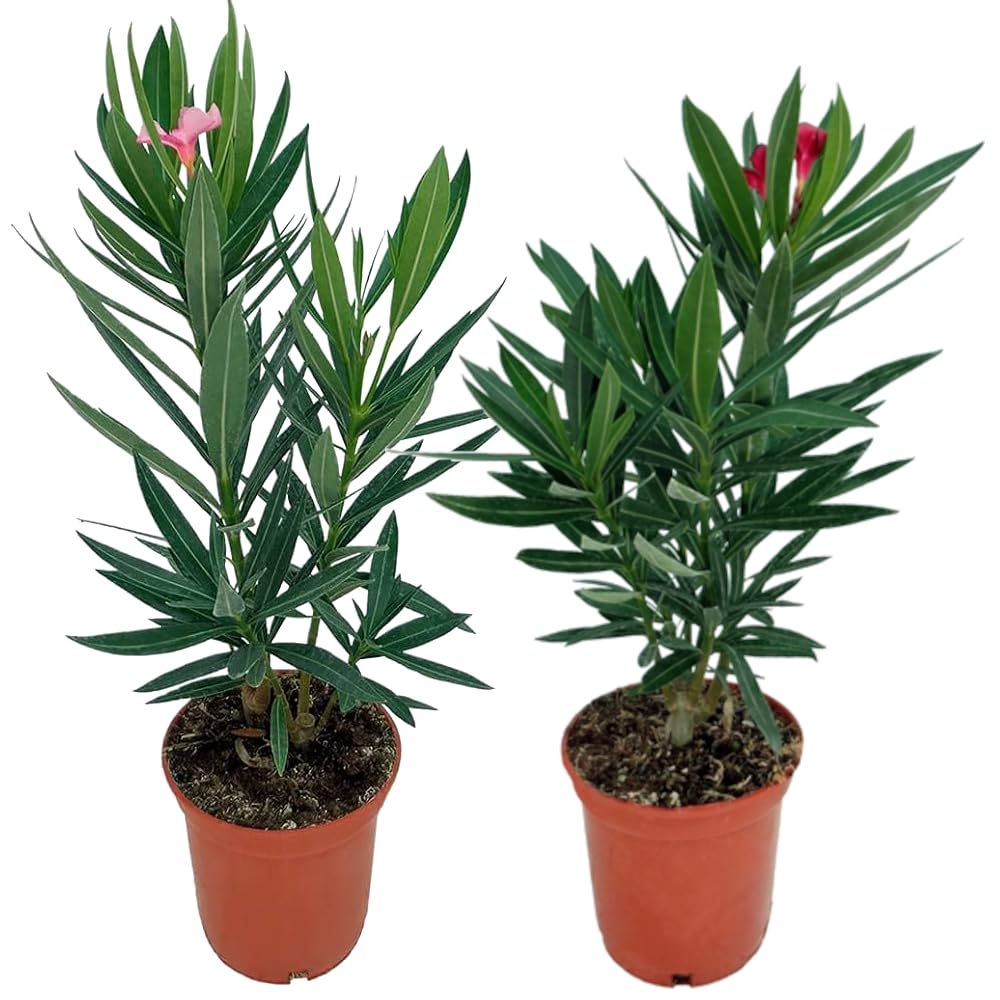 Kit 2 Adelfas - Árboles Naturales - Plantas Resistentes y Fáciles de Cuidar