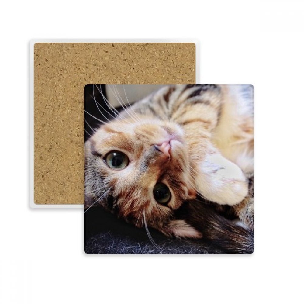 Tasse porte de pierre chat multicolore à offrir aux passionnés de félins