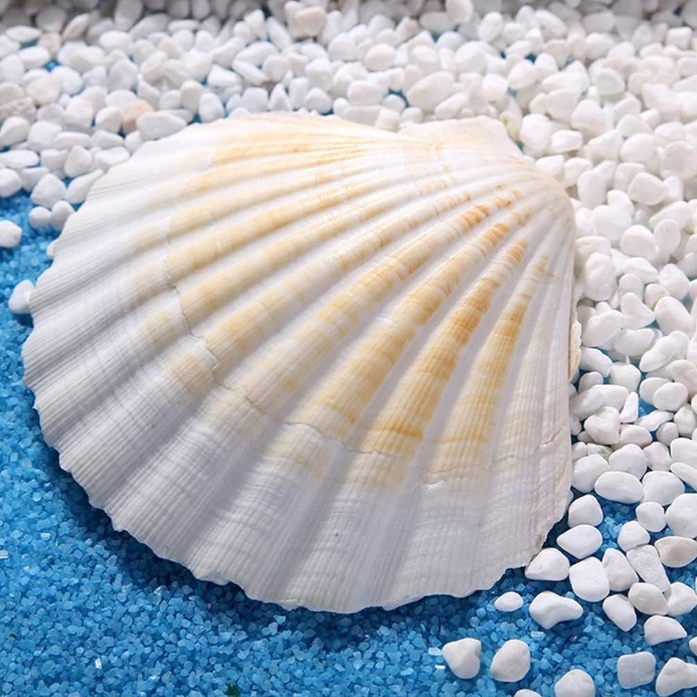 Alipis 12pcs Natural Baking Shells Pastry Trays Seashell Decorations for Dinner