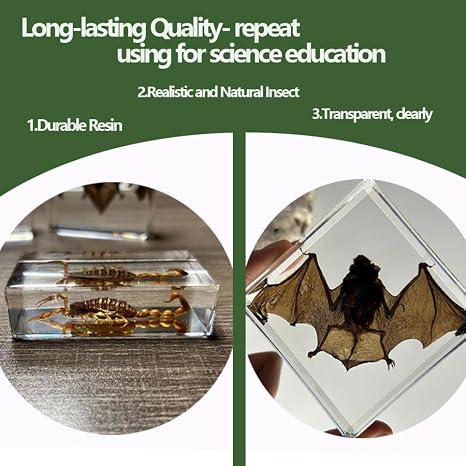 4 Pcs Real Insect Resin Specimens, Real Scorpions, Bats, Turtles, Crab Artificial Amber Resin Specimens for Science Education Classrooms with Magnifying Glass (4 Pcs Insect Resin)