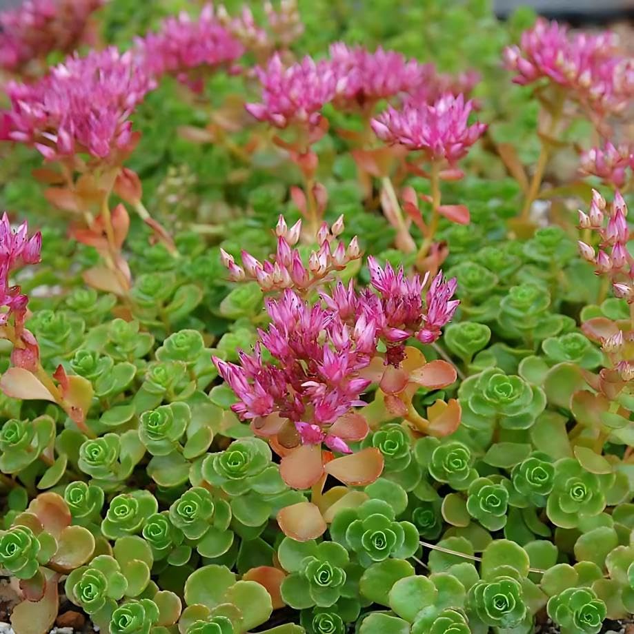 Classy Groundcovers, Sedum spurium 'John Creech', Phedimus spurius (Tray of 72 Cells)