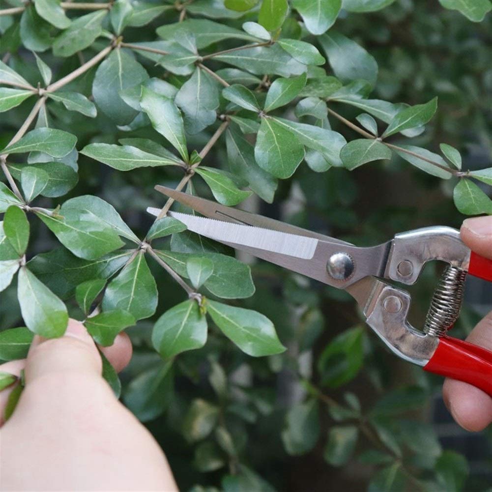 Forbici da potatura Giardino Tosaerba Forbici per Raccogliere la Frutta Giardinaggio Bonsai Forbici per potare i Rami Attrezzi per potatura Acciaio Inossidabile