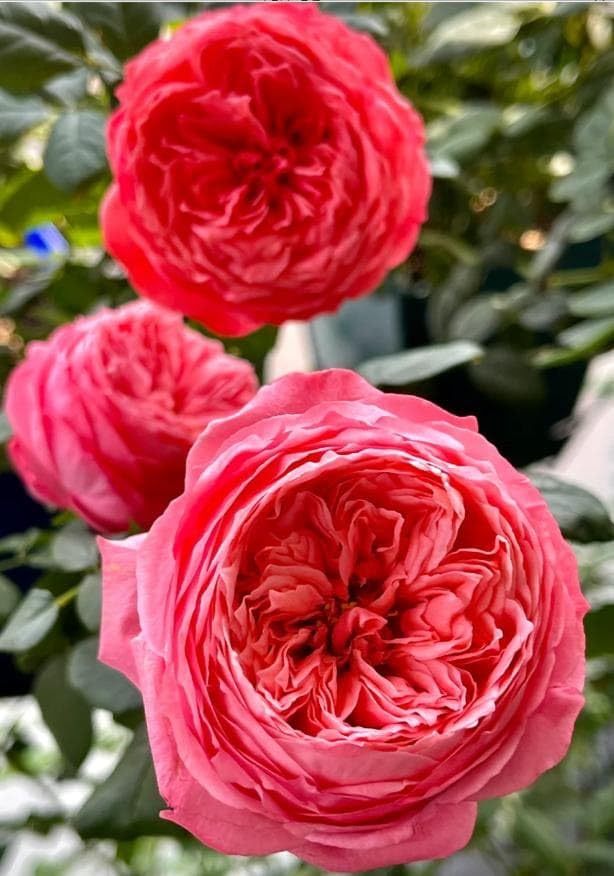Amazon.co.jp: 四季咲き 入手困難 希少品種 フラミンゴ バラ苗 薔薇