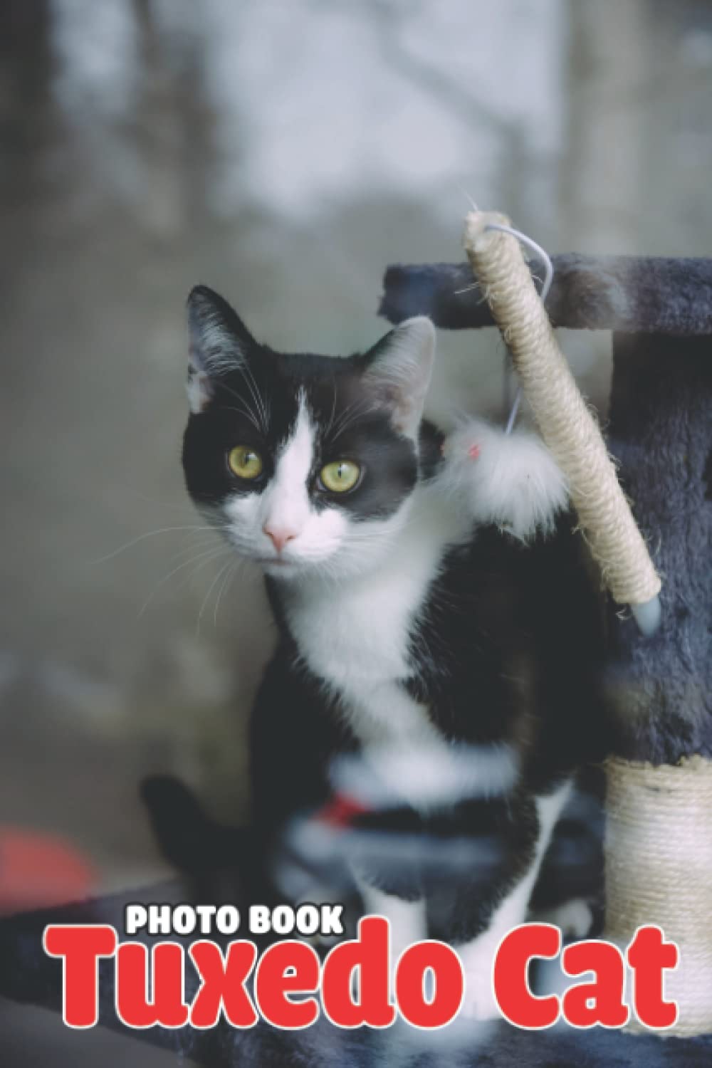 Tuxedo Cat Photo Book: Sweet Kittens Colorful Photos For All Ages To Relieve Stress And Get Creative