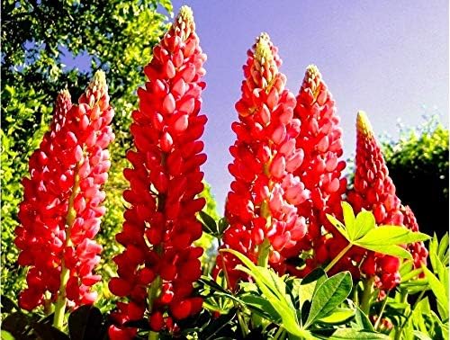 Semillas Lupin Red Giant Tall Perenne Jardín Cortado Flores para Plantar No OGM