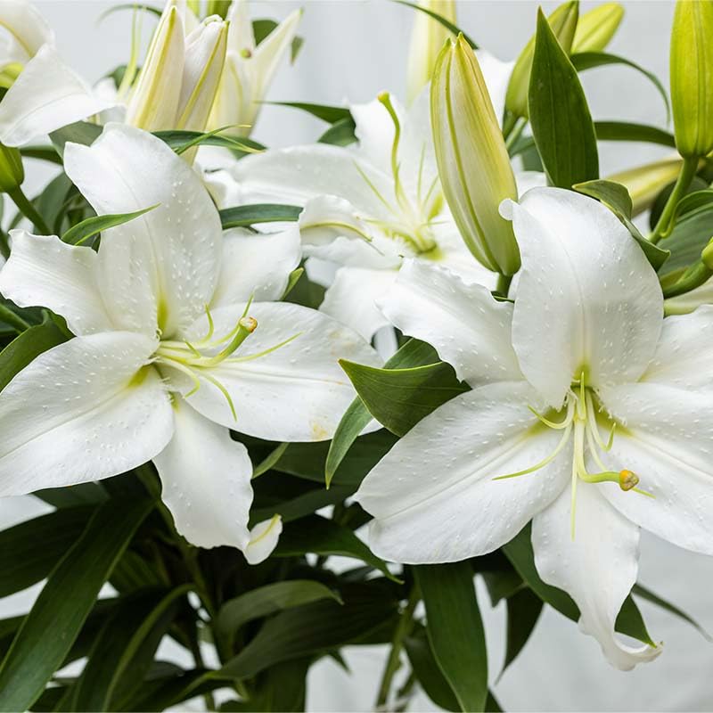 Amazon｜ユリ専門＜深花園＞観賞用ゆり オリエンタルリリー 白 5～6輪