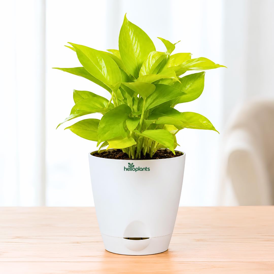 Golden Money Plant Air Purifying Indoor Live Plant Trailing Golden Pothos Vine in a 4-Inch Self-Watering Matte White Pot-picture-35