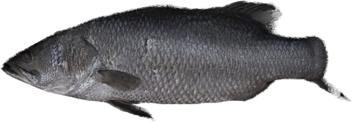 Fresh Arabian Seabass Whole Cleaned 1 kg Approx.