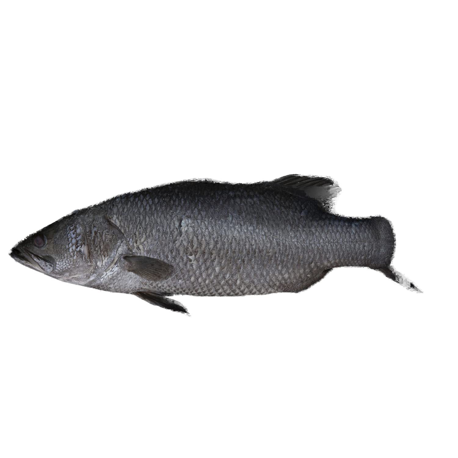 Fresh Arabian Seabass Whole Cleaned 1 kg Approx.