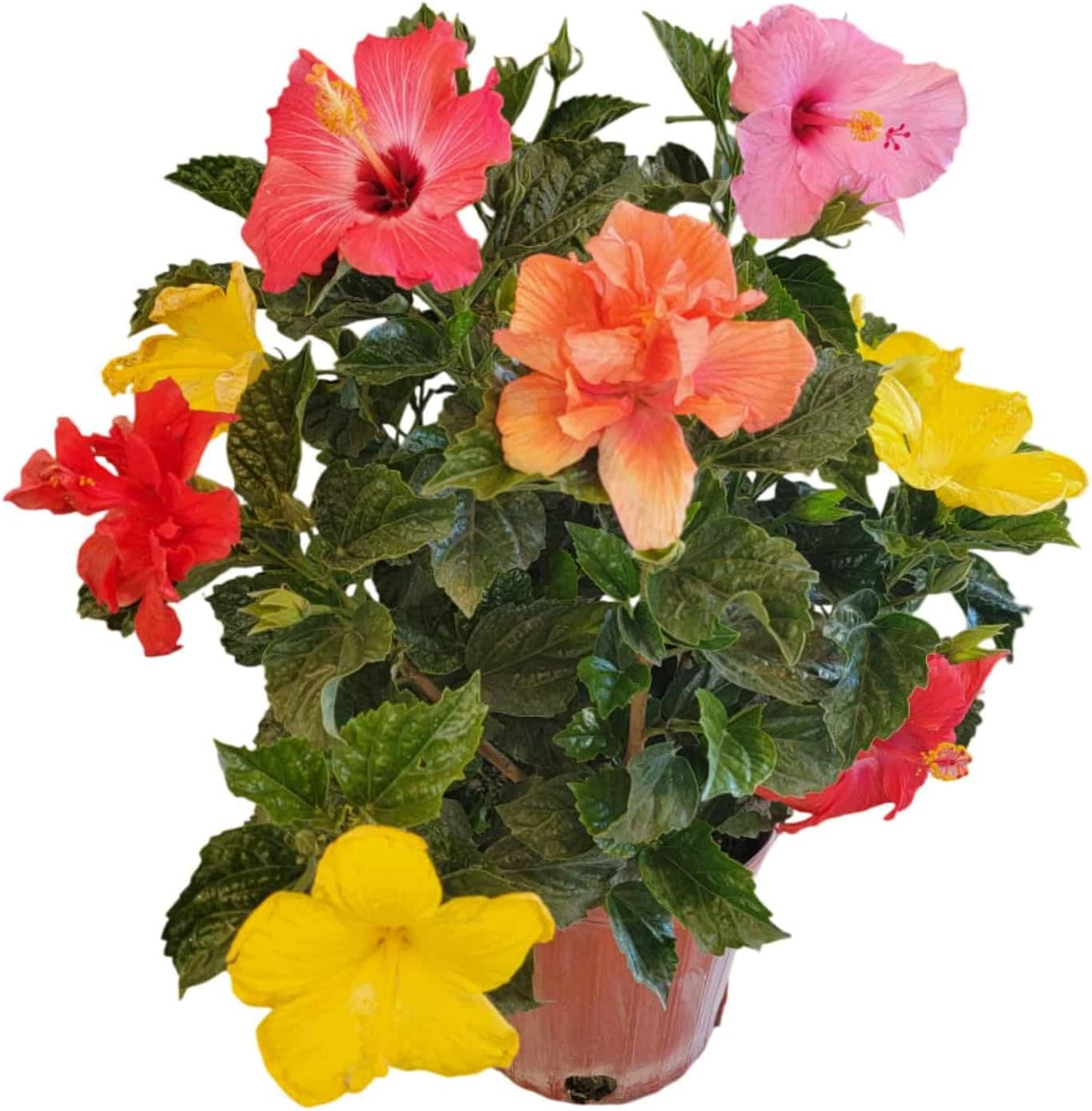 Hibiscus Bush (Mystery Multicolor, 3 Gallon/10 Nursery Pot)