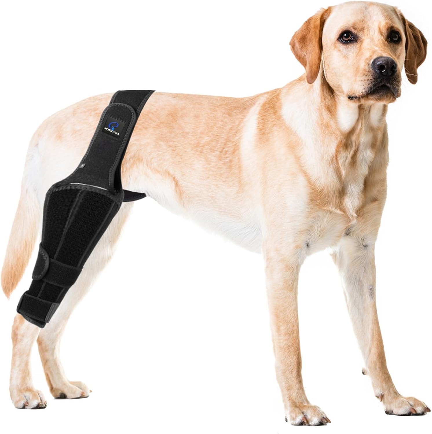 FOXLVDA Dog Knee Brace for Torn Acl Hind Legs, Luxating Patella, Knee