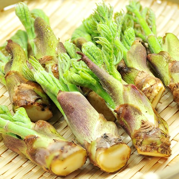 Amazon.co.jp: 北海道産 天然 山うど 2kg (冷蔵品) 春の味覚 山の幸