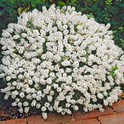 Hebe White Gem Plantas de Jardín Exterior Listas Arbusto Perenne Resistente en Maceta