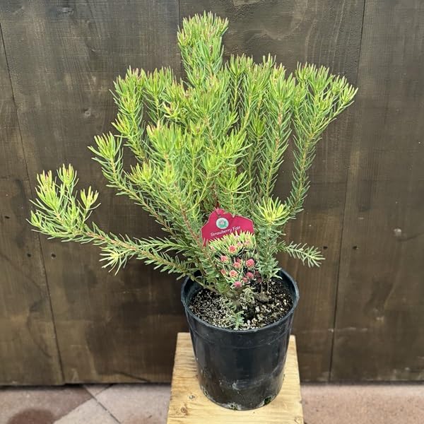 Amazon｜鉢花 観葉植物：リューカデンドロン ストロベリーフェア*7号