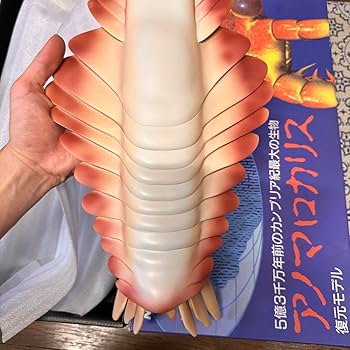 Amazon | カンブリア紀 アノマロカリス フィギュア 化石 復元モデル