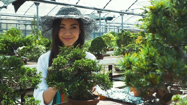 SeedPal Bonsai Set - Bonsai Starter Kit Anzuchtset