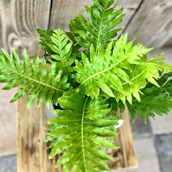 Amazon｜おしゃれ 観葉植物 西洋シダ植物：ブレクナム シルバー