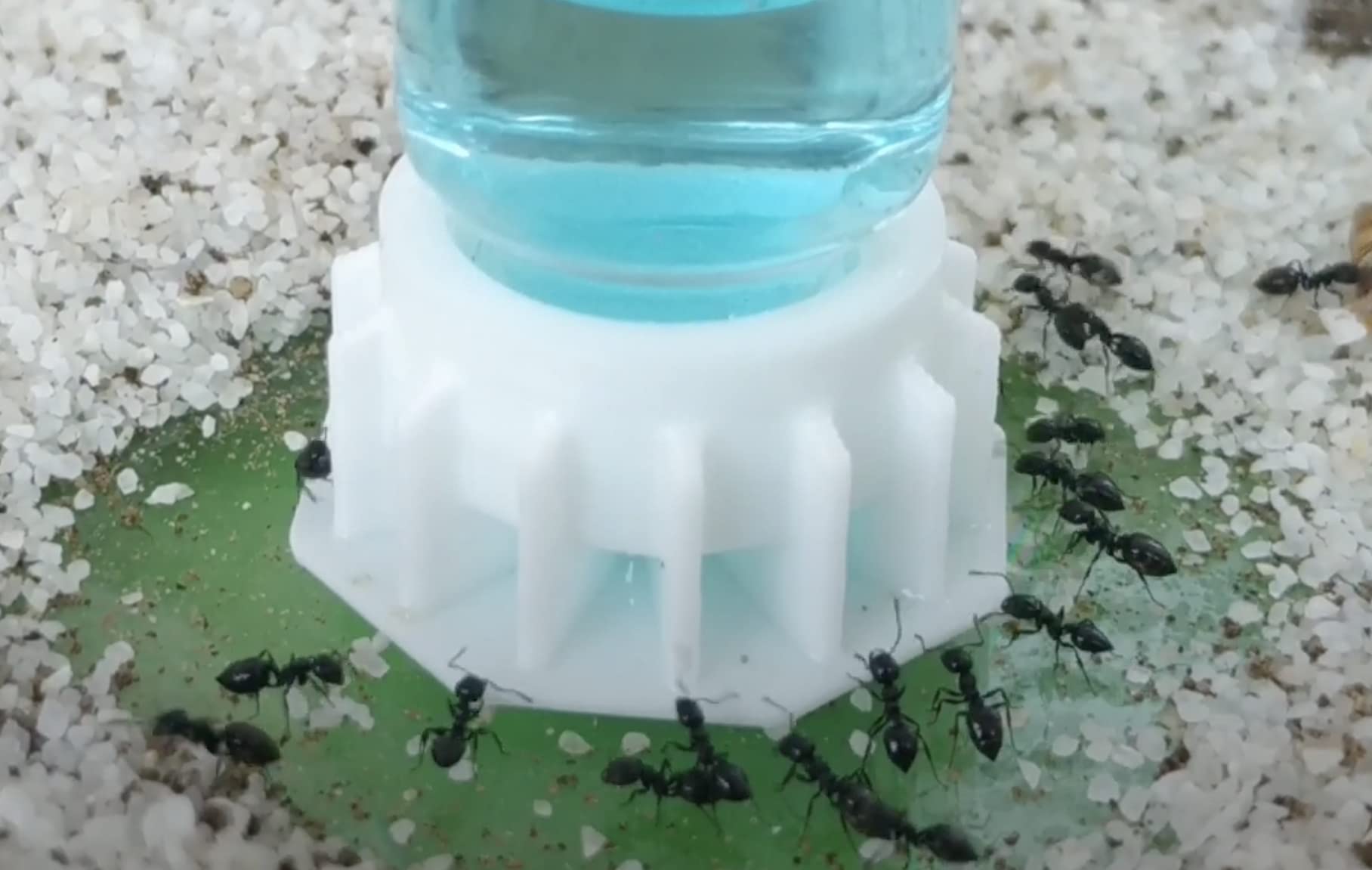 Anthouse - Blue Sugar 50 ml - Néctar para Hormigas con 63% Azúcar y 5% Proteínas - Energía y Crecimiento para tu Colonia - Alimentación Completa para Terrarios y Hormigueros