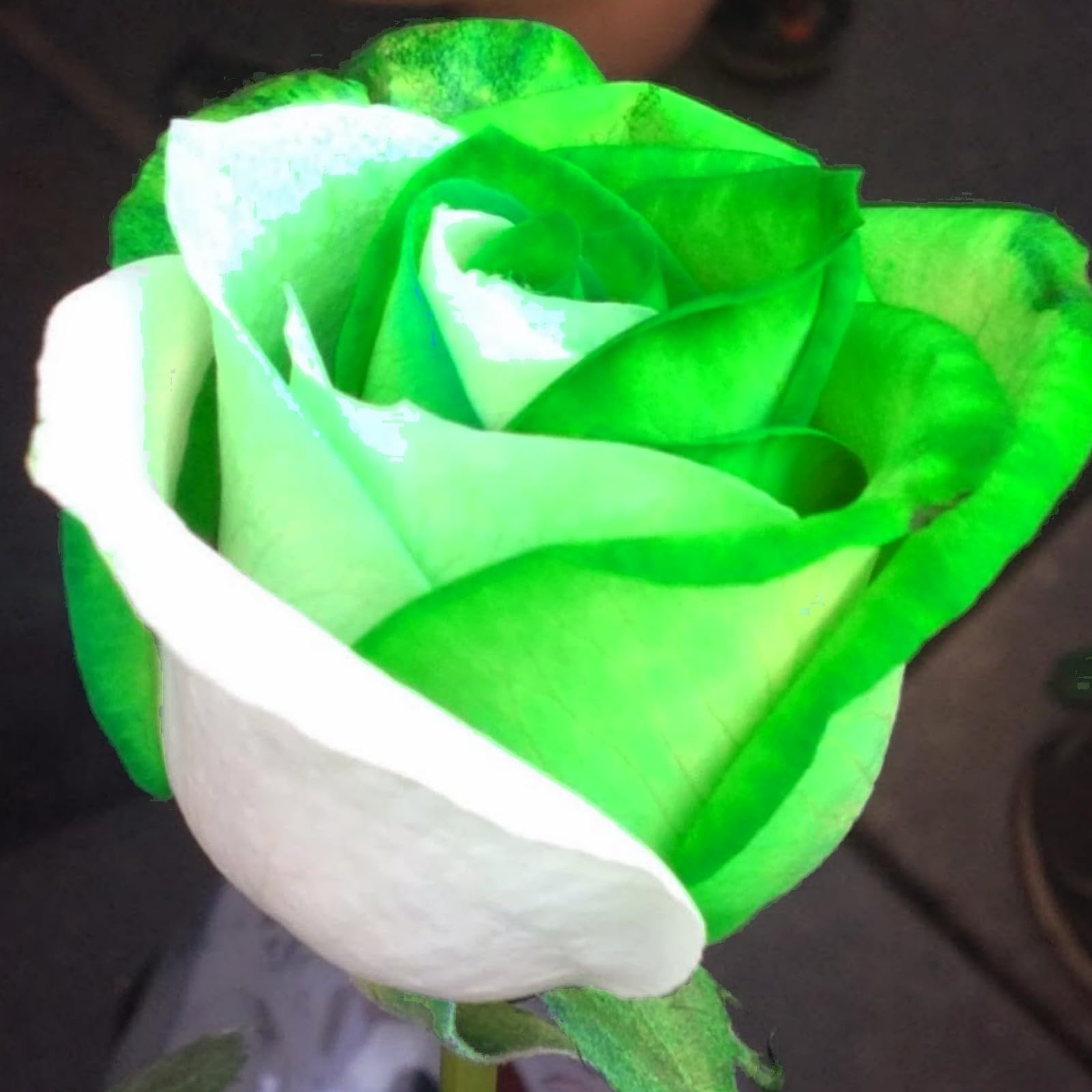 Unique Rose Bulbs for Planting Now UK Ornamental Perennial Natural Organic Excellent Good for Containers Cold-Resistant Easy Plant Display Greening Flower-2bulbs-B — image 1