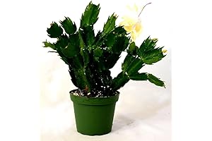 Yellow Christmas Cactus: A Dazzling Holiday Wonder