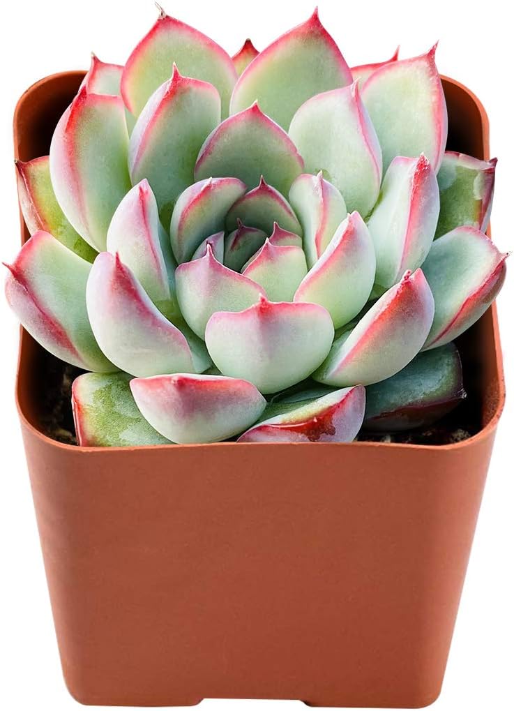 Succulent Plants Echeveria Pulidonis, Fully Rooted in 2 inches Planter Pot, Easiest Houseplant Best for Home Indoor Outdoor Décor by The Next Gardener