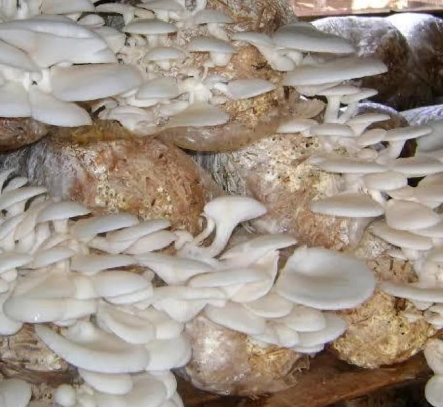 Oyster Mushroom Growing Kit - (200 Gm Par Bags), Edible CO2 Variety Oyster Mushroom Seeds | First Generation High Yield White Mushroom Spawn for Kitchen/Garden (B0DDL83Z5B) Amazon Price History, Amazon Price Tracker