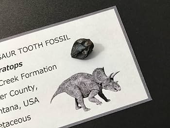 翼竜 化石 歯 牙 恐竜 鑑定書 1251 翼竜 化石 歯 牙 恐竜 鑑定書 1251