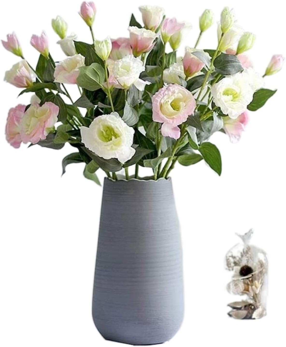 ブラヘアアルマータ　10号鉢つき　幹太❗　⑦ ブラヘアアルマータ 10号鉢つき 幹太❗シルバー❗ 超シルバーリーフの