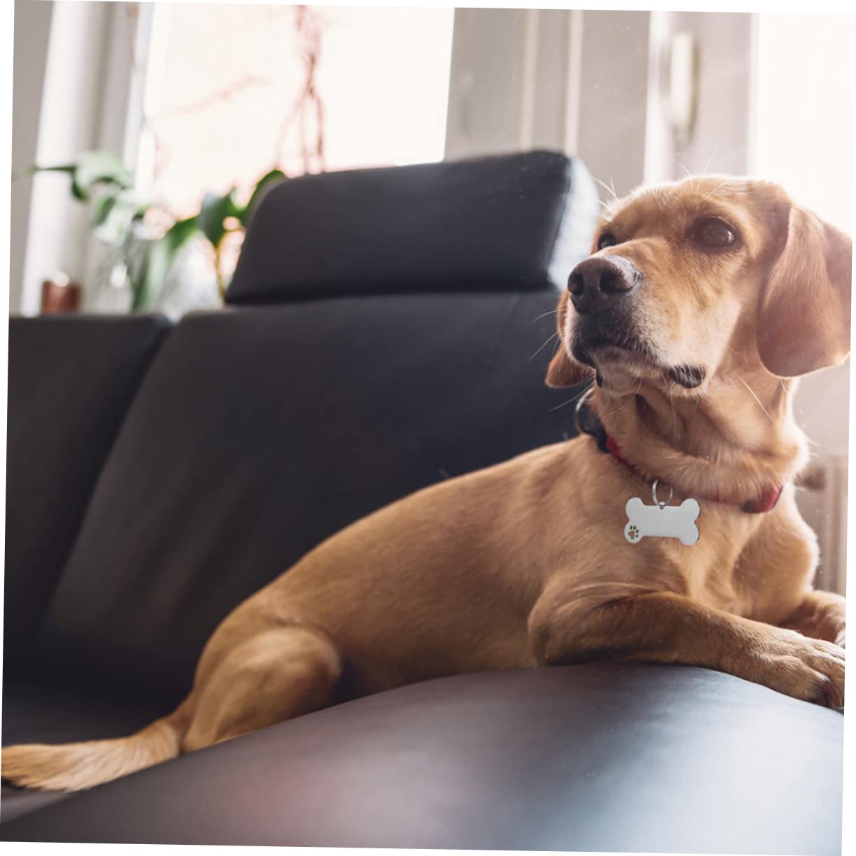 ORFOFE 30stücke Hundemarken Aus Edelstahl Personalisierbare Haustieranhänger Für Hunde Und Katzen Anti-verlust Namensschild Pfoten-design Für Kleine Tiere