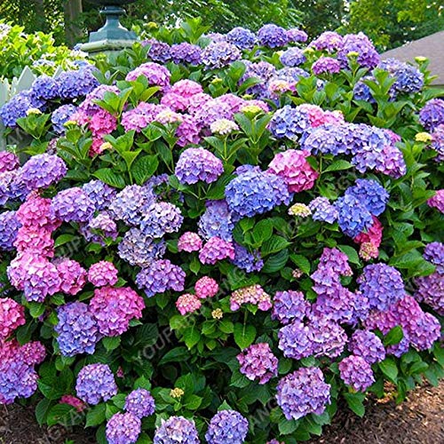 20Pcs/Bag Giant Hydrangea Bonsai Hydrangea Rare Pure Bonsai Hydrangea