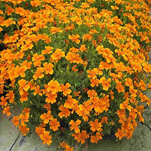 easyshop French Marigold Patula Tagetes Flower Garden Plant Seed