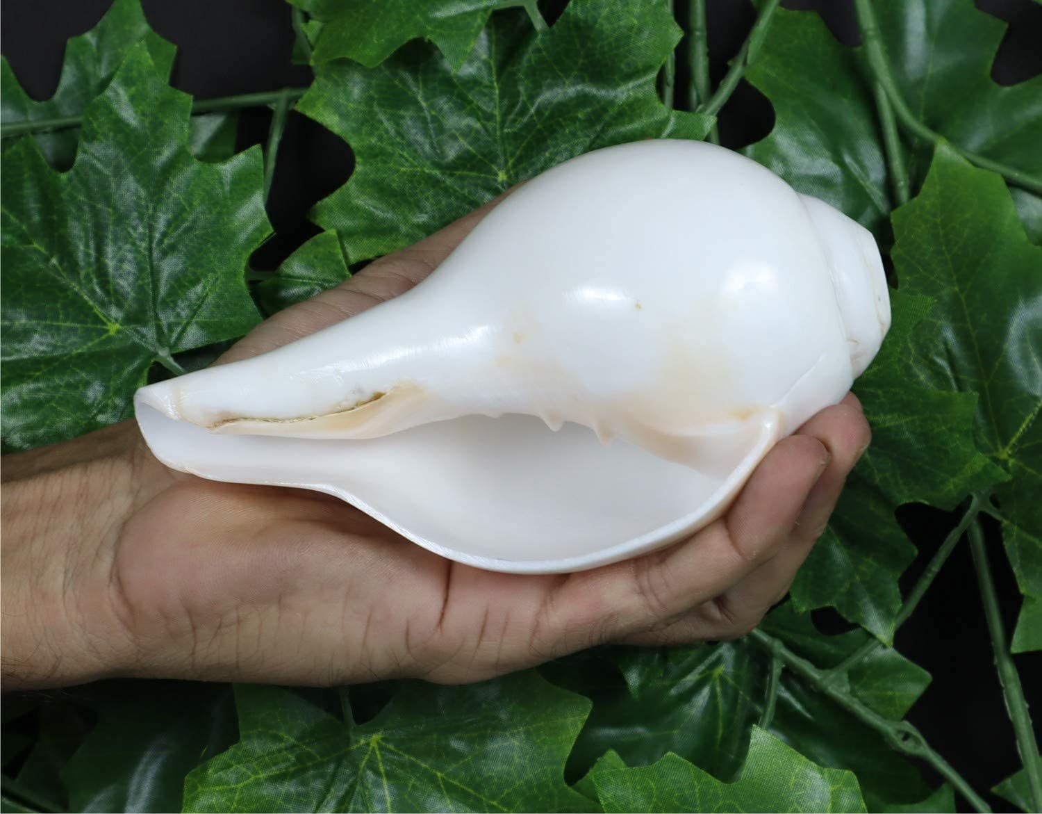 ASHIRWAD Blowing Shankh Vamavarti Dattatreya - Conch Shell - Puja Ritual - Plain Shankh - Shankhnaad (Shankh-14)