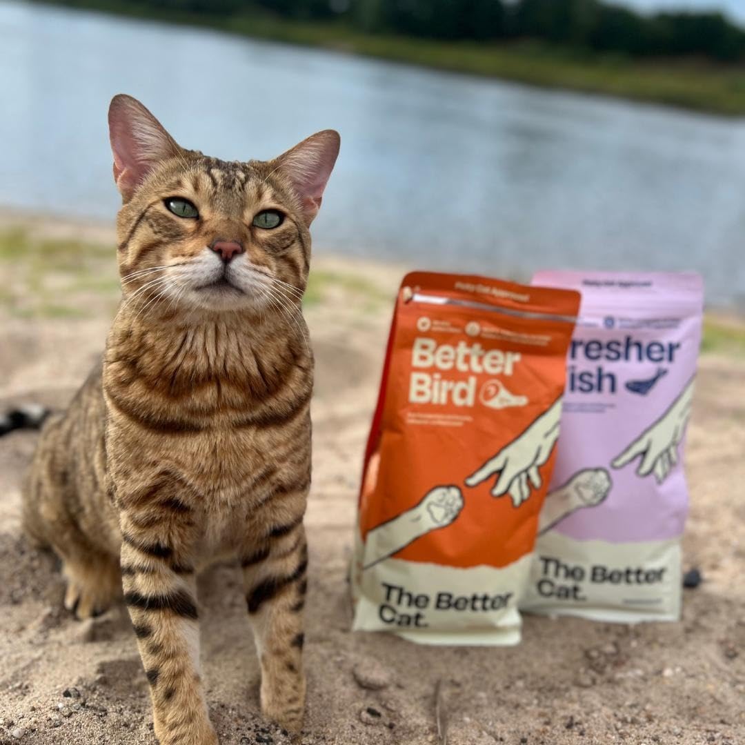 The Better Cat Alimento seco de alta calidad para gatos, sin cereales, comida seca para gatos, alto porcentaje de carne, sin azúcar, con probióticos (2 kg, pollo)